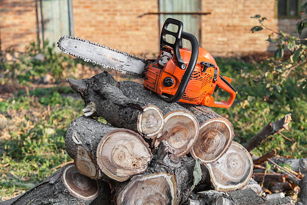 Best Affordable Tree Service  in USA